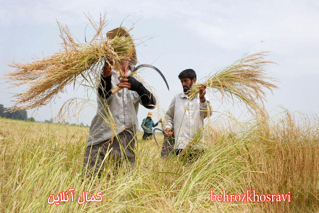برداشت برنج در مازندران (فصل برکت)  عکاس: بهروز خسروی