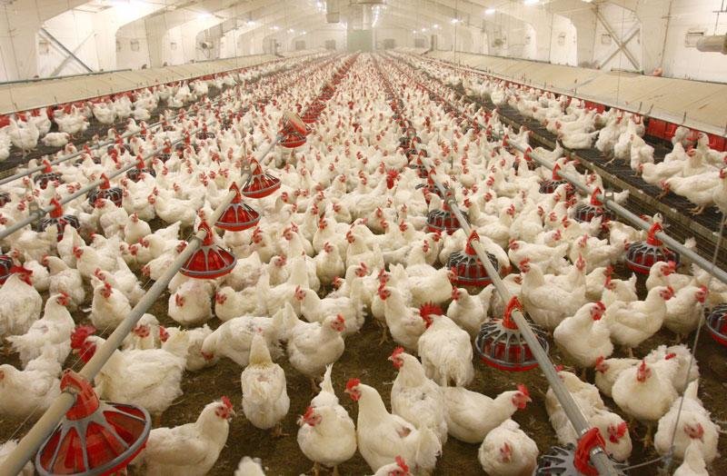  تولید 18 درصد مرغ مازندران در شهرستان امل 