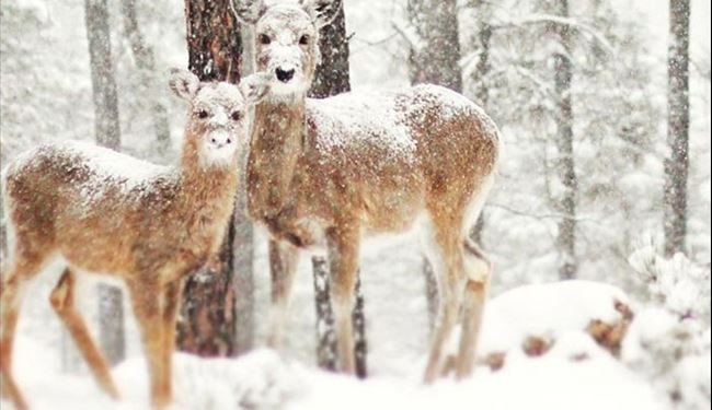 درخواست محیط زیست آمل برای مهربانی با وحوش در سرما و برف