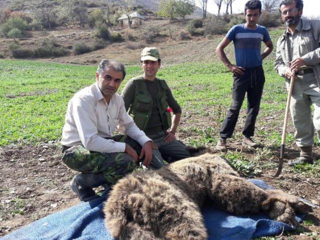نجات یک قلاده  خرس قهوه ای / کشف و ضبط 26  قبضه سلاح مجازوغیر مجاز در آمل