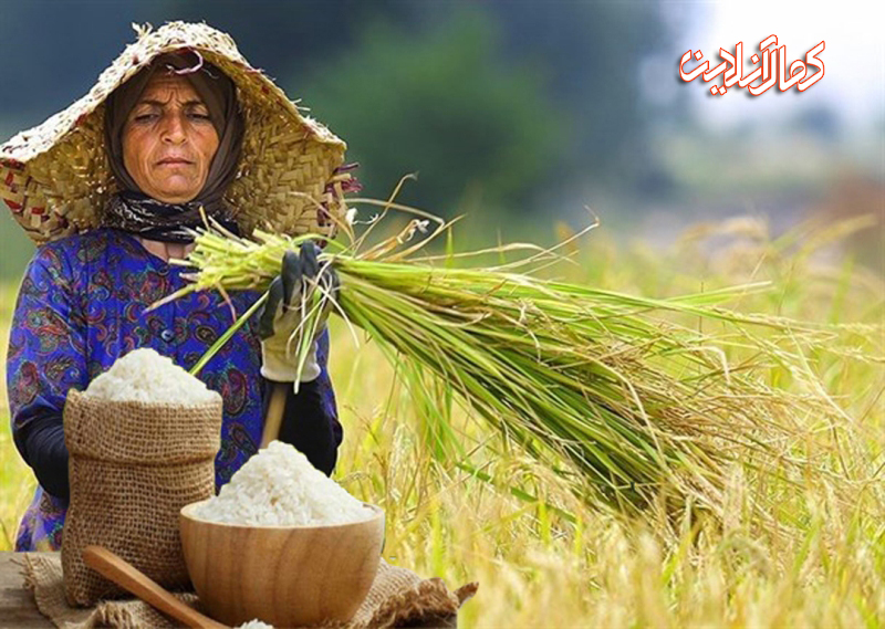 ورود برنج های خارجی دل نگرانی کشاورزان مازنی 