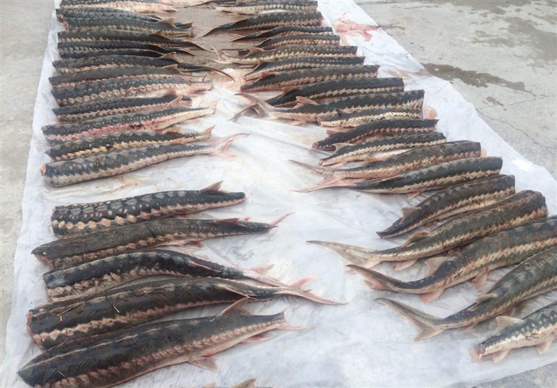 اولین محموله گوشت ماهیان خاویاری پرورشی مازندران به روسیه رسید.