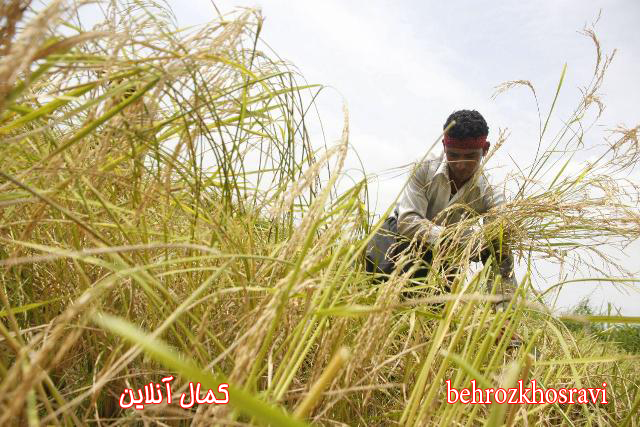 عملی شدن حمایت از کالای ایرانی با خرید توافقی برنج