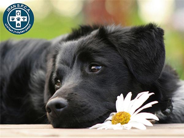 سخنی با انجمن حمایت از حیوانات شهر آمل درخصوص سگهای ولگرد /یادداشتی از شهروند آملی دوستدار حیوانات