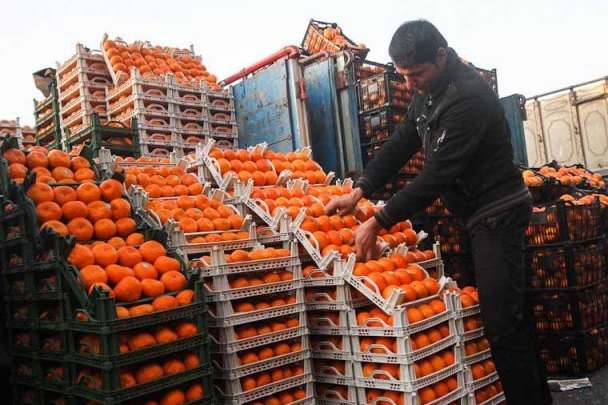 خرید تضمینی پرتقال برای ذخیره سازی میوه شب عید 