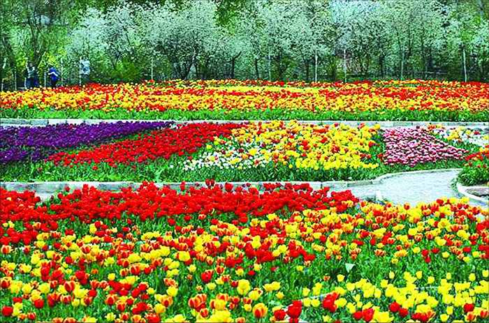 حمایت دولت از ورود ماشین آلات مکانیزه گل و گیاهان زینتی به کشور