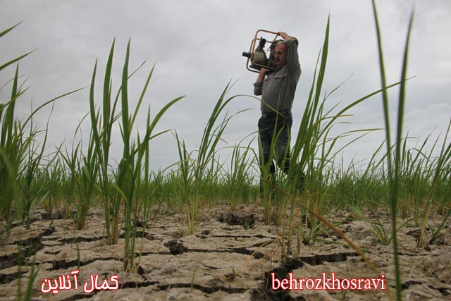 زنگ خطر خشکسالی در شالیزار‌های مازندران ازنگاه دوربین بهروز خسروی 