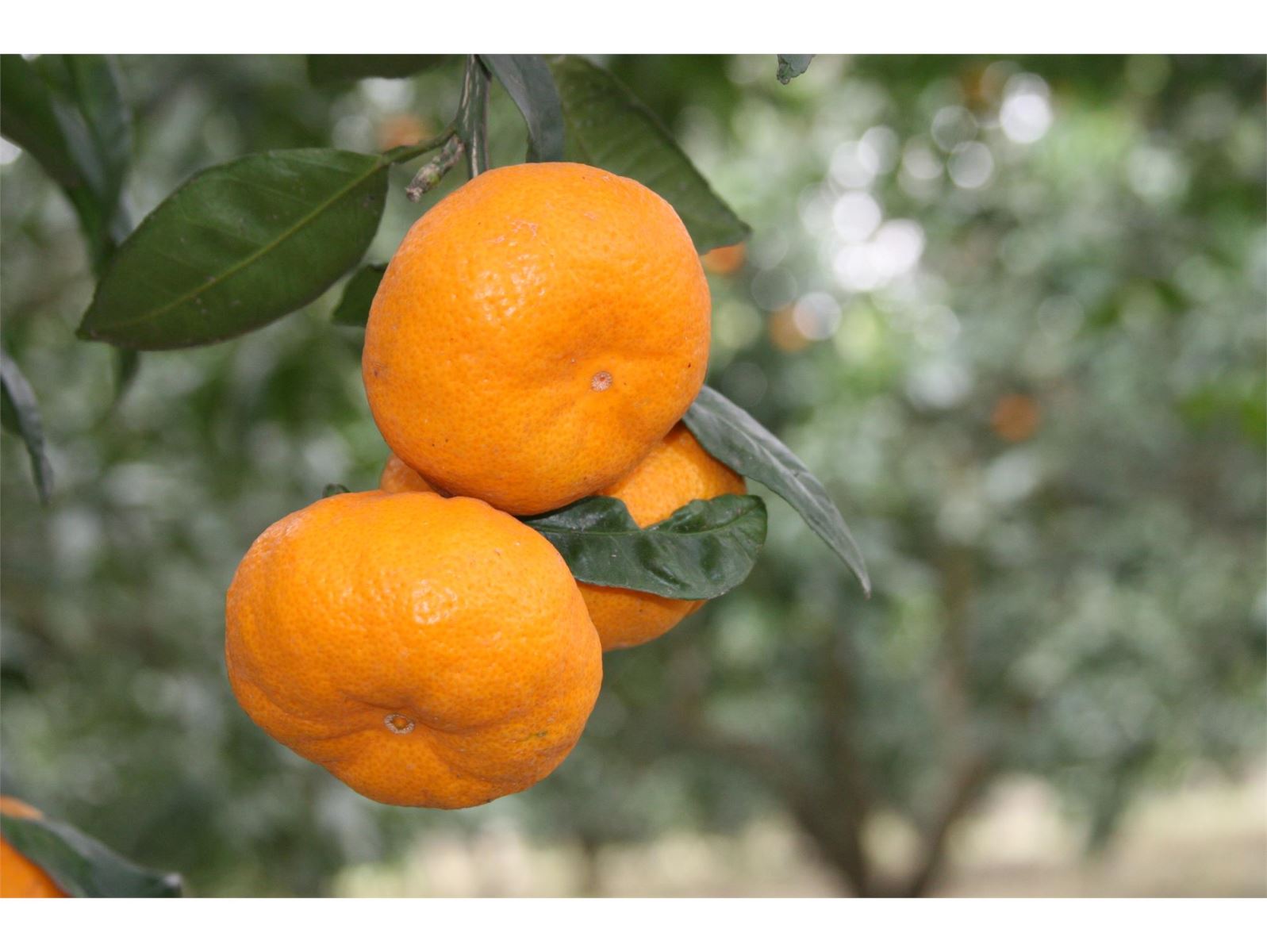 روزهای خوش صادرات طلای نارنجی مازندران 