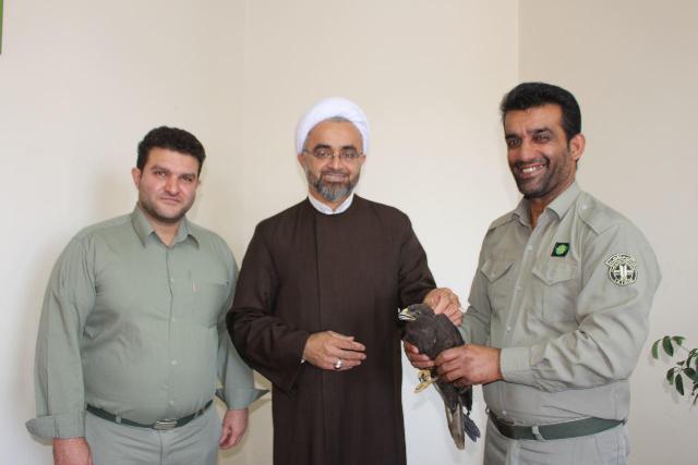 تحویل یک بهله عقاب نابالغ به اداره حفاظت محیط زیست محمودآباد 