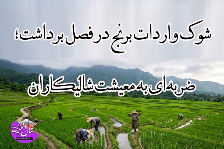 شوک واردات برنج در فصل برداشت؛ ضربه‌ای به معیشت شالیکاران یادداشتی از علیرضا عزیز کمالی 