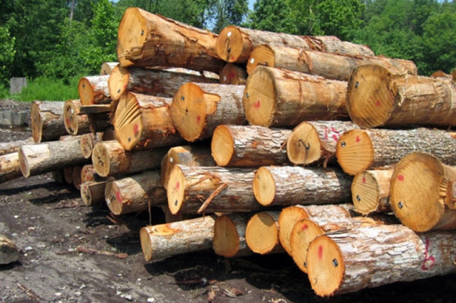 زراعت چوب در ۶۰ هکتار اراضی آمل 