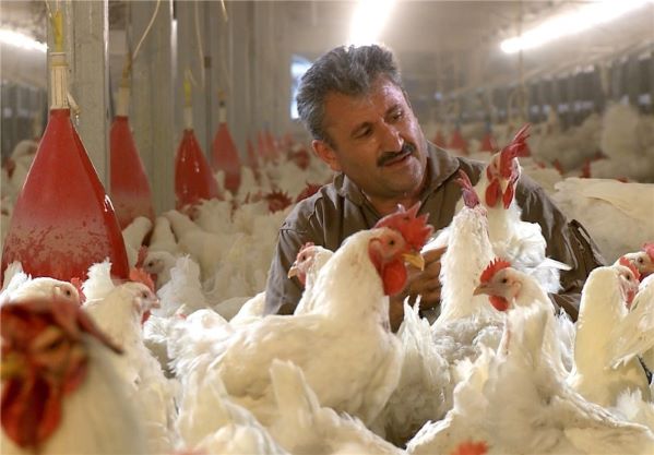صنعت مرغداری ؛ از قله صادرات تا دره واردات