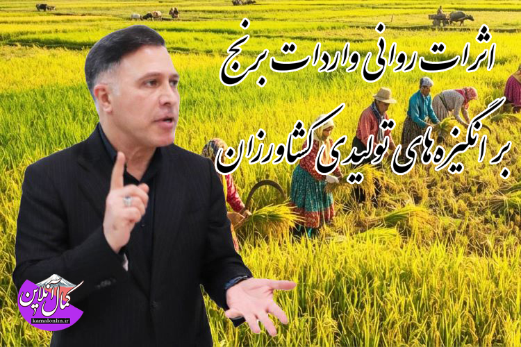 از اشباع بازار تا تزلزل اعتماد؛ تحلیل اثرات واردات برنج در فصل برداشت
