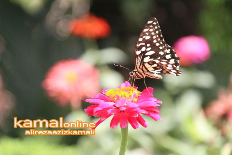 دنیا به اعتبارِ همین ظرافت‌ها زیباست؛ نگهبانِ مهربانیِ طبیعت باشیم.یادداشتی از علیرضا عزیز کمالی 