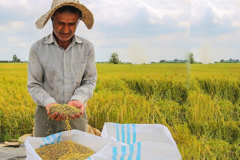 رنج تولید برنج برای کشاورزان و سود فروش برای دلالان