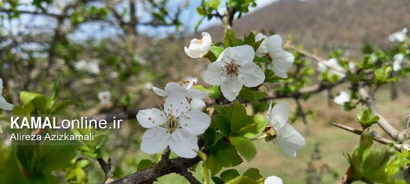 گزارش نصویری کمال آنلاین : شکوفه های بهاز/ عکس علیرضا عزیز کمالی 