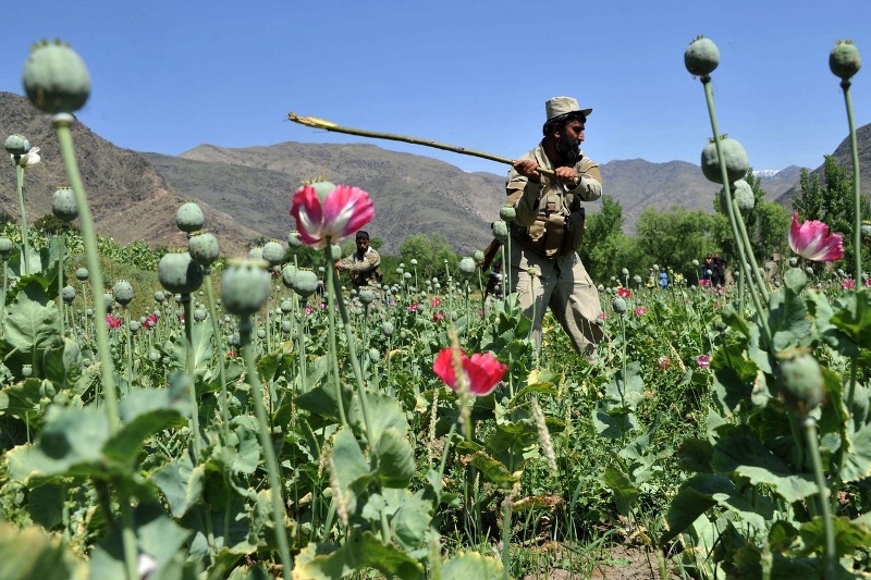 مزرعه خشخاش در یکی از روستاهای آمل کشف و امحا شد