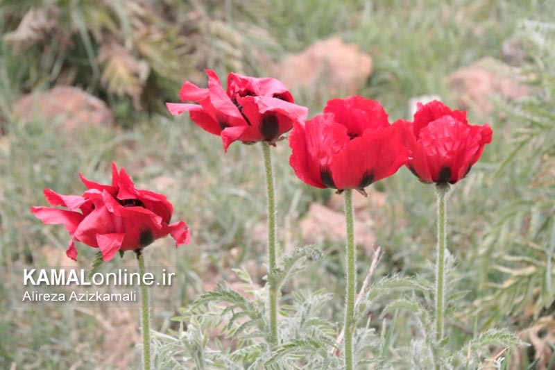 زنگ خطر نابودی شقایق به صدا درآمد