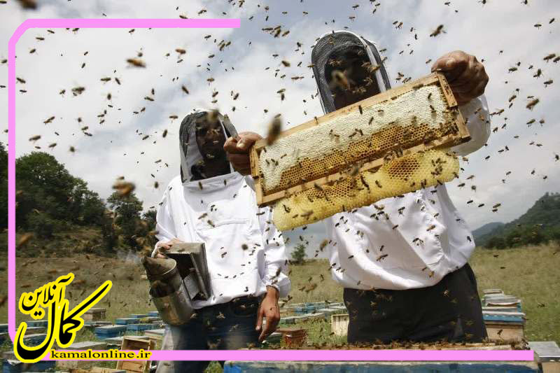 پرورش زنبور در جنگل های بلیران از نگاه دوربین عکاسی بهروز خسروی 