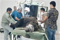 یک قلاده خرس قهوه‌ای زخمی در آمل زنده‌گیری شد 